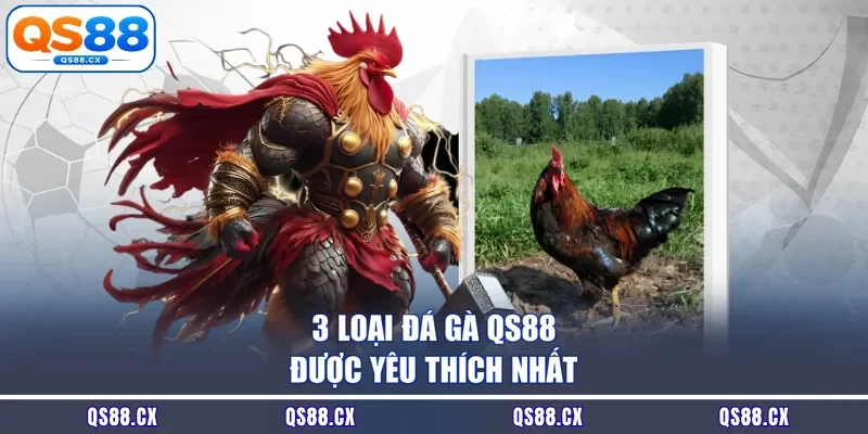 3 loại đá gà QS88 được yêu thích nhất