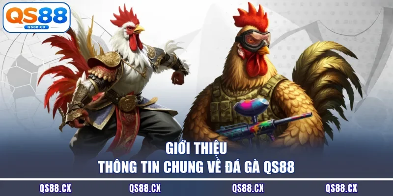Giới thiệu thông tin chung về đá gà QS88
