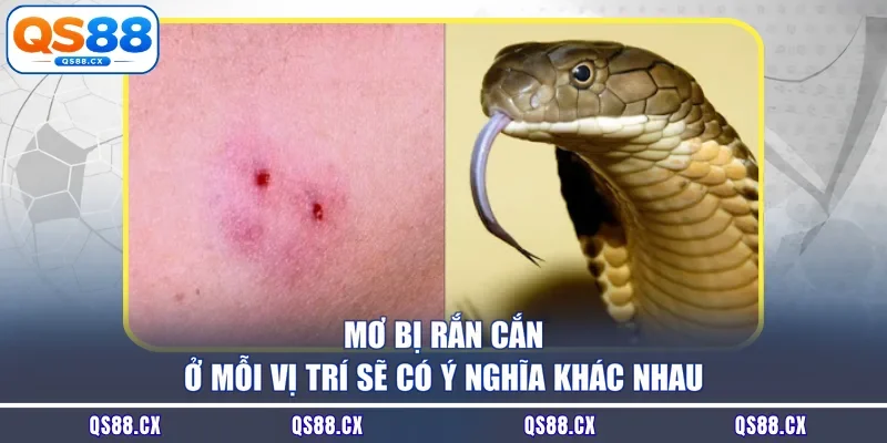 Mơ bị rắn cắn ở mỗi vị trí sẽ có ý nghĩa khác nhau